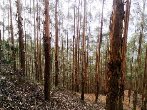广西桉树 生物多样性保护、生态平衡与木材安全的三维博弈